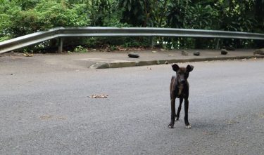 chien